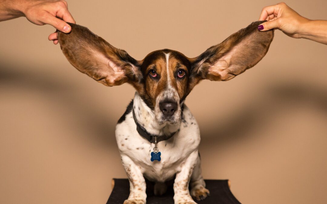 Active Listening: More than a Head Nod