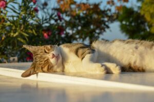 A cat taking a nap in the sun