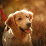 Golden Dog in Warm Light