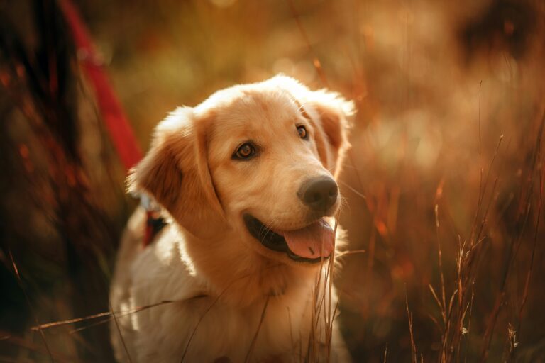 Golden Dog in Warm Light